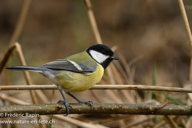 Mésange charbonnière