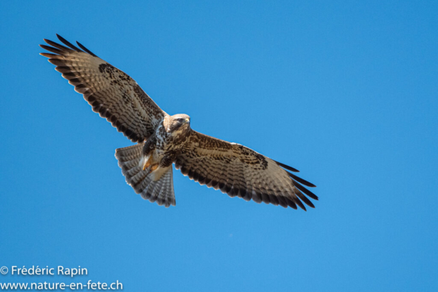 Buse variable