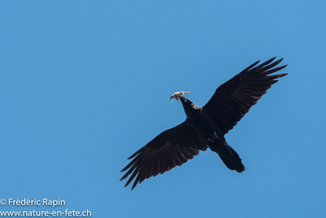 Grand corbeau apportant une proie au nid