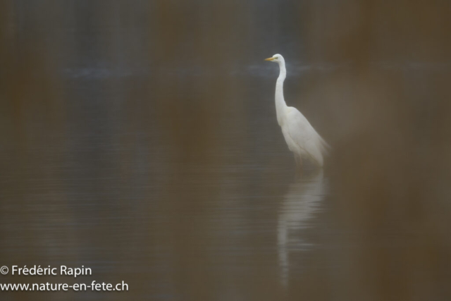 Grande aigrette