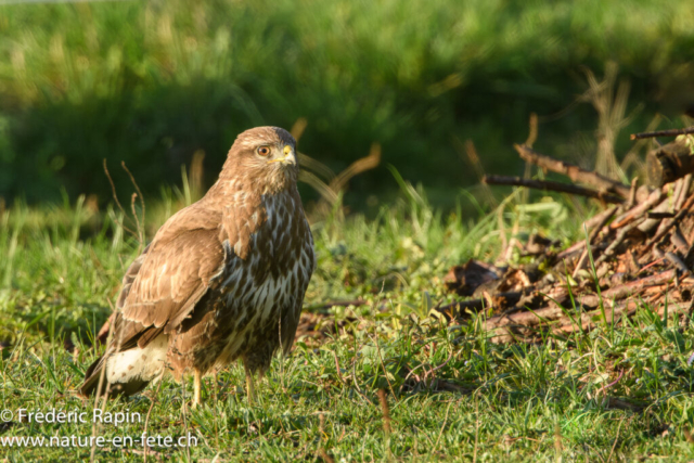 Buse variable