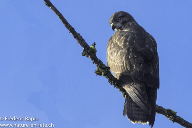 Buse variable