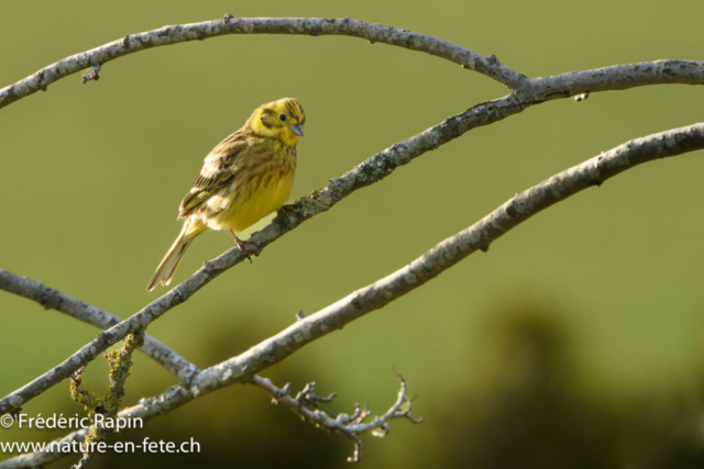 Bruant jaune mâle