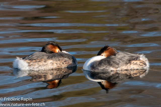 Couple de grèbes huppés