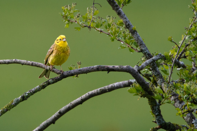 Bruant jaune mâle