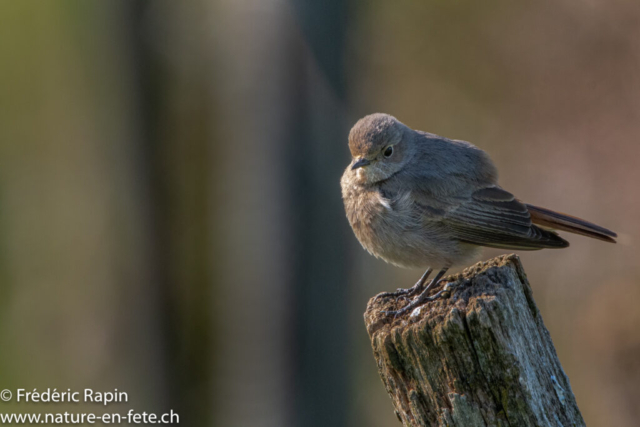 Rouge-queue noir femelle