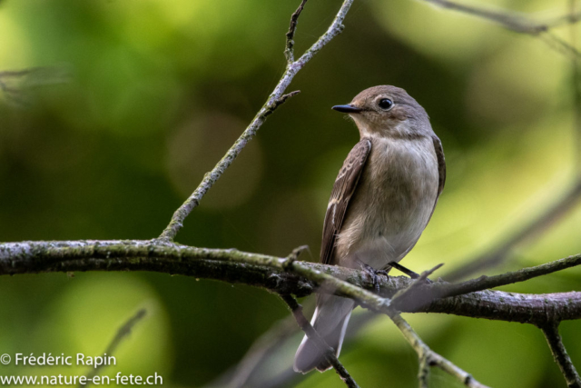 Gobe-mouche noir femelle