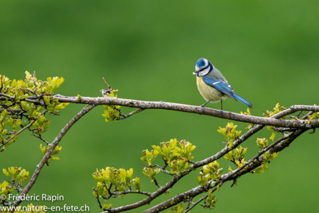 Mésange bleue