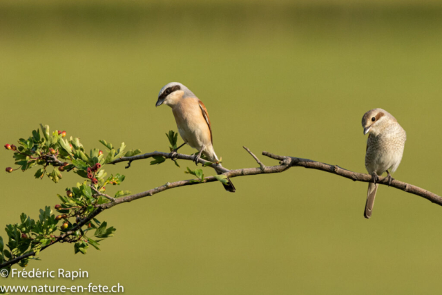 Couple de pies-grièches écorcheurs