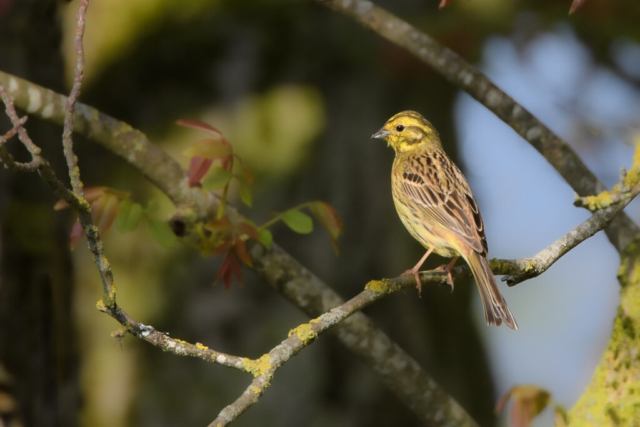 Bruant jaune