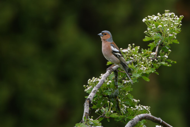 Pinson des arbres mâle