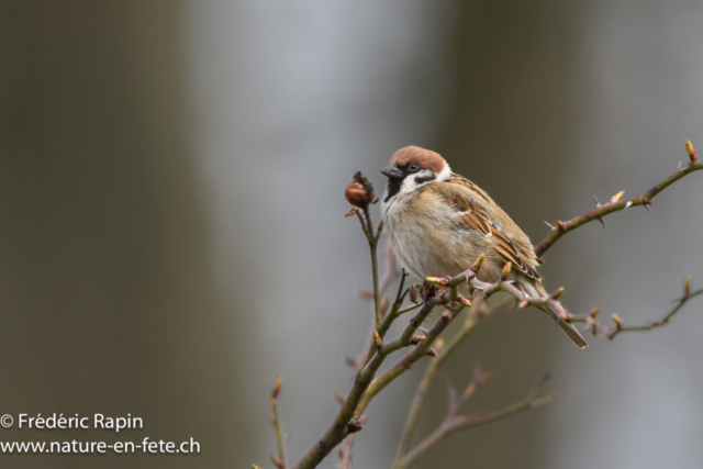 Moineau friquet