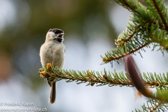 Mésange nonnette chantant