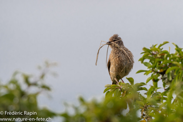 Linotte mélodieuse femelle