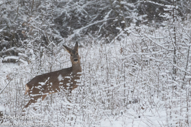 Chevrette dans le blizzard