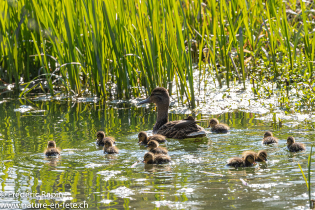 Cane colvert et sa nichée