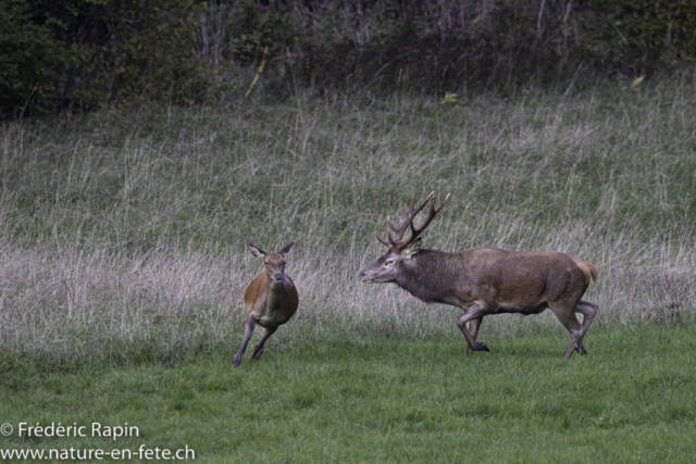 Cerf et biche