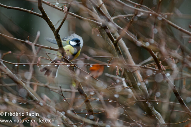 Mésange charbonnière