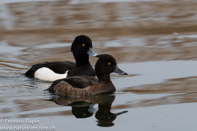 Couple de fuligules morillons