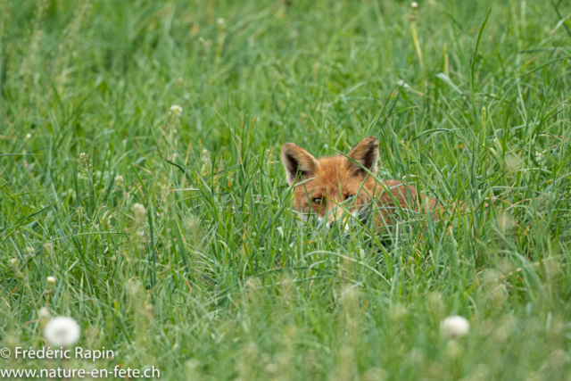 Le renard espère que je ne l'ai pas vu