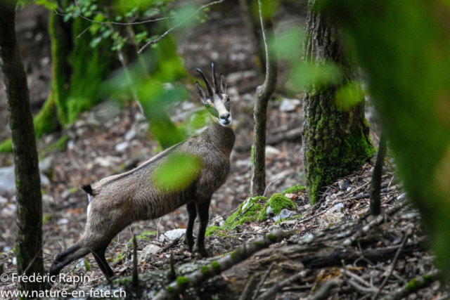 Chamois méfiant, côte de Novalles