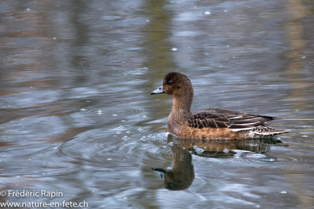 Canard siffleur femelle