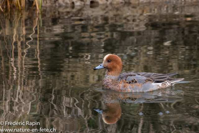 Canard siffleur mâle