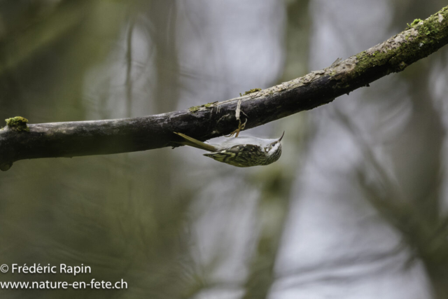 Grimpereau des bois