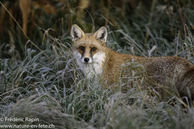 Jeune renard