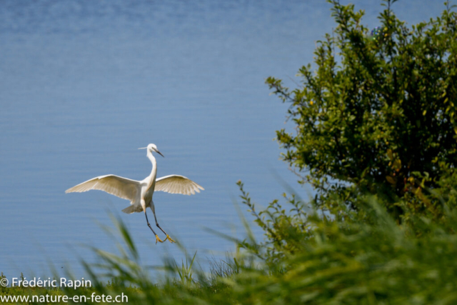 Aigrette garzette