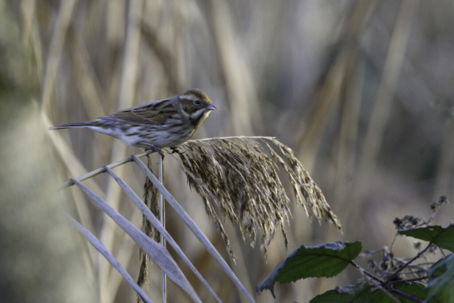 Bruant des roseaux femelle