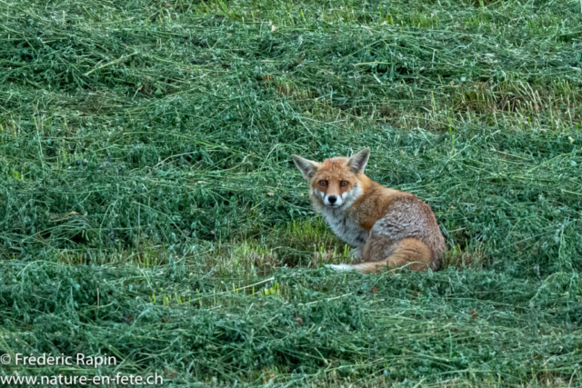 Renard méfiant