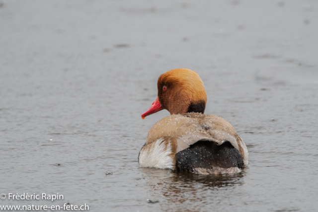 Nette rousse mâle