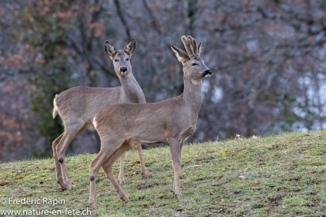 Couple de chevreuils