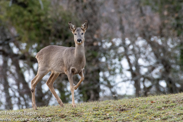 Chevrette en alerte