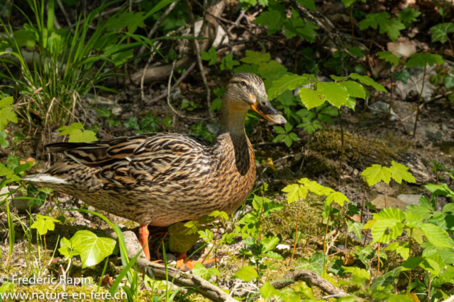 Cane colvert