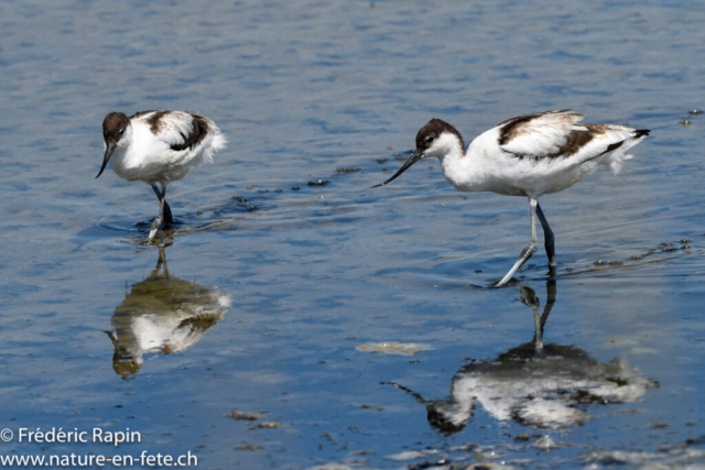 Avocettes, Bretagne