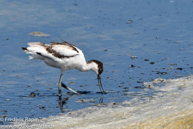 Avocette