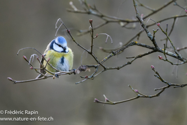 Mésange bleue