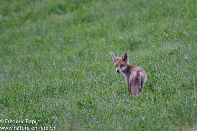 Jeune renard