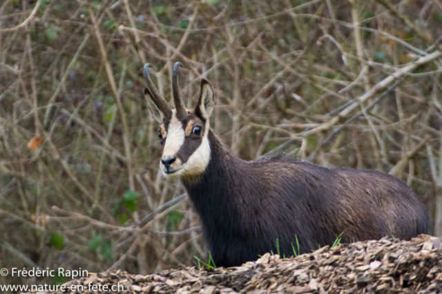 Chamois intrigué par le photographe