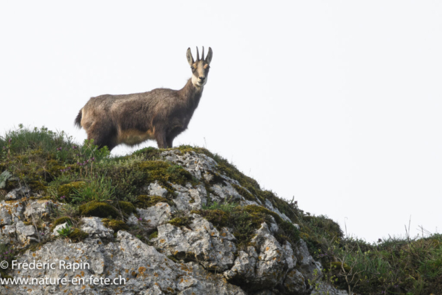 Chamois