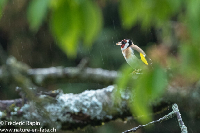 Chardonneret sous la pluie