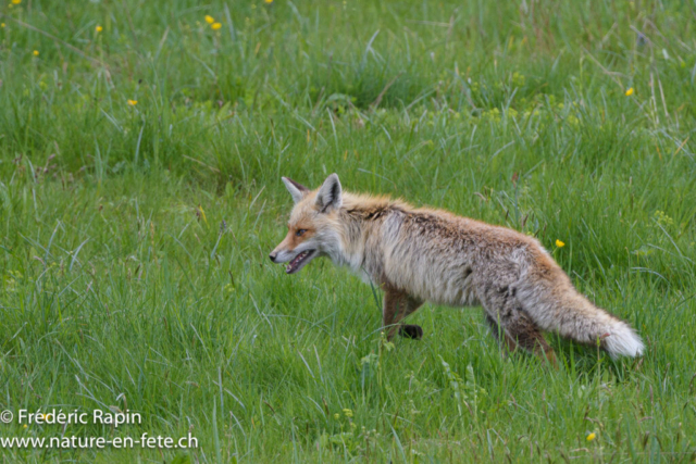 Renard