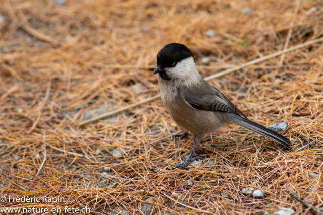 Mésange alpestre