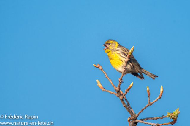 Serin cini