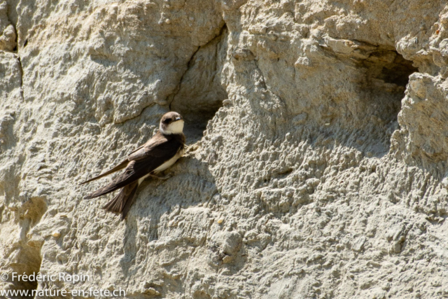 Hirondelle de rivage