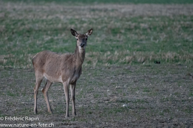 Biche