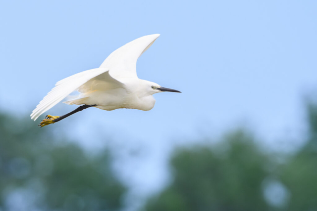 Aigrette garzette