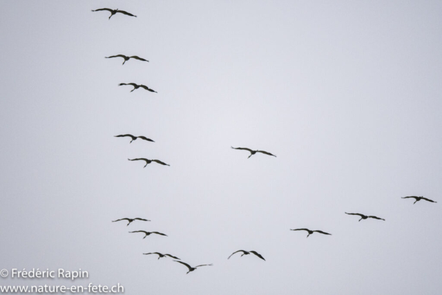 Grues cendrées